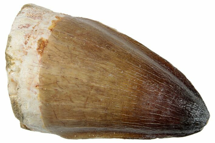 Fossil Mosasaur (Prognathodon) Tooth - Morocco #259986